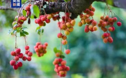 果子不如运费贵，荔枝价格与快递费用何以倒挂？