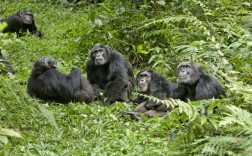 从蝙蝠的互助到猩猩的政治：“动物行为学”与卢梭的对话