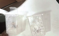 杭州男子误杀宠物螳螂赔400元 专家：异宠饲养需谨慎