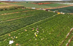 陆良：人参果迎丰收 成乡村振兴“甜蜜引擎”