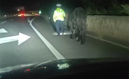 马匹闯入高速险象环生 大理高速交警紧急处置除隐患