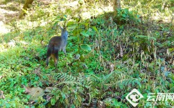 云南凤庆：国家一级重点保护动物林麝林间觅食忙