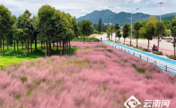 【早安云南·云游】谁说十月只有金黄？快来打卡云南的粉色秋天