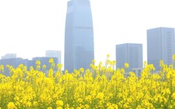 报春的来了，杭州第一波油菜花盛开，有人穿城打卡