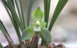 全国独有，杭州花圃镇园之宝“赤壳荷素”再现“一秆双花”