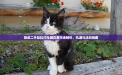 菏泽二手欧拉闪电猫交易市场解析，机遇与选购指南