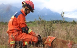 以忠诚赴使命 搜救犬与训犬员的“双向奔赴”