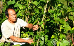 临沧市镇康营盘村：特色产业绘就乡村振兴新图景