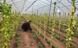 华坪通达乡：千亩豌豆开启冬闲田增收季