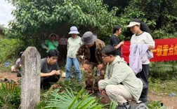云南元江：千株“植物活化石”滇南苏铁回归故土 开启野外生存新篇章