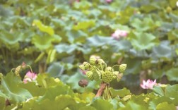 湘湖湖山广场码头 100支新鲜莲蓬免费送