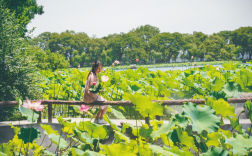 与夏天拍个荷照