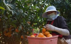 点石成金 云南龙陵沃柑飘香海内外