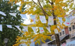 “艺”动雨花 ！昆明呈贡第十二届雨花艺术节即将启幕