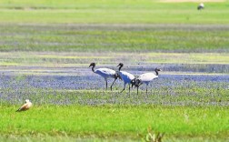 首批越冬黑颈鹤飞抵纳帕海