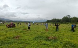 云南德宏：大盈江畔添新绿，十万木棉绘美景