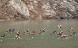 英公水库湿地每年吸引数百只鸳鸯安家