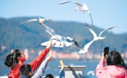 云南昆明：观鸥季启幕 “鸥”经济升温