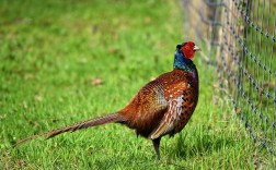 艺欧名车维修集团官网地址，您的爱车专业养护与尊贵服务的官方入口