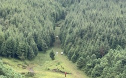 昆明寻甸六哨乡：小松果结出“金豆子” 生态富民走出新路子