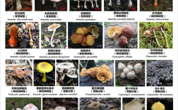 紧急提醒：不要采，不要吃！杭州已有人中招