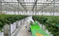 云南宣威：全力推进马铃薯种业振兴 打造国家级繁育基地