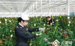 今年前11个月云南鲜切花出口规模居全国首位