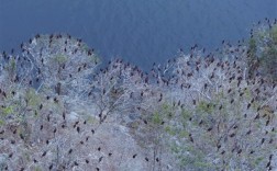 千岛湖一座无人小岛飞来数千只鸬鹚