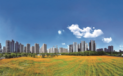 硫华菊花海盛放