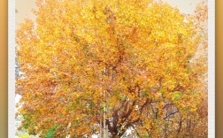 有一种叫云南的生活之365天 | 落叶缓扫的小美好！砚山这条街把冬日浪漫具象化了