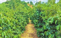 永德县亚练乡探索临沧坚果与咖啡套种模式 “坚果+咖啡” 经济生态双赢