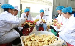 青山生“金”！云南双江忙糯乡中药材产业助力乡村振兴