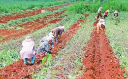 乡村行 看振兴 | 砚山县稼依镇大力发展特色产品种植 薯芋丰收俏市场