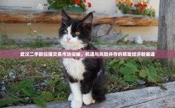 武汉二手欧拉猫交易市场探秘，机遇与风险并存的萌宠经济新赛道