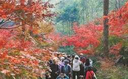 “飞来寻枫”，虚实间邂逅禅意美景