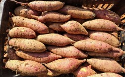 华坪龙头村林下蜜薯迎丰收！