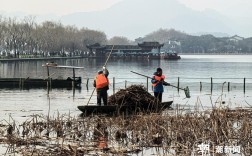 西湖残荷今起清理，西湖网红荷花的一生你了解吗？