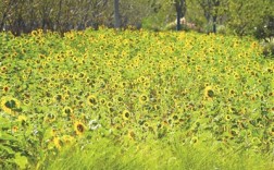 超山向日葵花海正值最佳观赏期 花期还有半个月