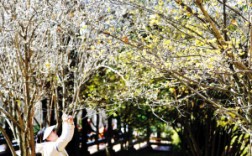 黑龙潭公园 开启赏梅季