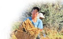 高原党参新品种测产成功 专家支招禄劝特色产业发展