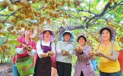 文山砚山：猕猴桃园果香飘