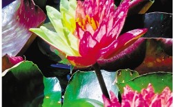 夏日惊喜！罕见双色睡莲 绽放西湖小瀛洲