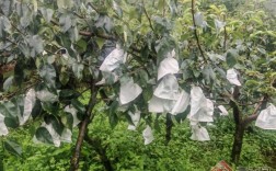 云南广南：科技赋能农业产业发展