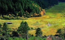 年轻人为何钟情迪庆冬韵？