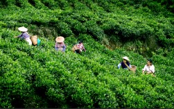 梁河：“茶产业+”多元融合赋能乡村振兴