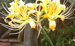 会不会是淡淡的秋意？杭州这一季的顶流石蒜花上线了