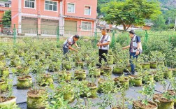 易门县小街乡融合发展蓝莓产业与庭院经济 庭院方寸地 造就致富园