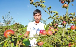乡村行 看振兴 | 施甸县老麦乡：苹果上市富农家